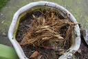 懶人熊10顆帶芽鈴蘭根花苗濃香小型盆栽綠植耐寒種球風(fēng)信子室內(nèi)花 鈴蘭帶芽50棵送2包肥料開花爆盆 曬單實拍圖