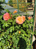 寶御安爬藤月季花苗薔薇花苗藤本月季四季開(kāi)花藤曼玫瑰濃香爬藤植物花卉 粉色龍沙寶石 1米-1.3米高大苗 曬單實(shí)拍圖