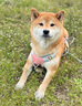 MIKI PAD狗狗鞋子中小型犬夏季透氣泰迪比熊寵物軟底不掉腳防臟腳套戶外 藍色【四只裝】輕薄透氣 35碼【建議體重4.5-6斤】 曬單實拍圖