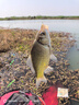 沃鼎王朝唐釣魚竿碳纖維超輕量小綜合高端鯽魚竿魚桿臺釣手竿4.5米 4H 曬單實拍圖