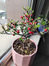 火棘盆景老樁四季觀(guān)花觀(guān)果植物陽(yáng)臺客廳庭院開(kāi)花結果造型小盆景 160#原盆火棘5年老樁 帶盆栽好 曬單實(shí)拍圖