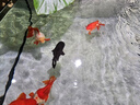老漁匠魚缸燈水草燈專用照明全光譜LED筒燈魚缸爆藻燈WRGB原生溪流燈 35W亮度可調(diào)【含支架】適用50cm內(nèi)缸 曬單實拍圖