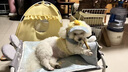 曇蓓漫狗狗牽引繩小型犬胸背狗狗服飾背心式狗繩比熊泰迪約克夏狗繩狗鏈 【小黃鴨】萌寵牽引三件套 L丨胸圍45(適合8-9斤寵物) 【小黃鴨】胸背+帽子+繩子 優(yōu)質(zhì)面料/柔軟親膚/萌趣可愛 曬單實(shí)拍圖