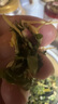 九九和仁福建土樓金線蓮養(yǎng)生茶 茶 益生花茶 特色鐵皮石斛養(yǎng)生茶250克 金線蓮養(yǎng)i肝茶(清香甘甜款) 曬單實(shí)拍圖