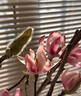 玉蘭花水培水養(yǎng)綠植花卉遇水開(kāi)花樹(shù)苗盆栽帶花苞干枝耐寒鮮切白紫 【新手試種】鮮切紫玉蘭40-50cm2枝+專(zhuān)用營(yíng)養(yǎng) 裸根不帶土 曬單實(shí)拍圖