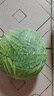 現(xiàn)摘現(xiàn)發(fā)卷心菜當季包菜包心菜農(nóng)家自種蔬菜蓮花白綠包菜新鮮整箱 帶箱5斤 曬單實拍圖