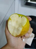 感光之水海南玉菇甜瓜  新鮮水果當季正宗冰淇淋蜜瓜小香瓜 順豐包郵白瓜 精選凈重8-8.8斤【2-5個】超值裝 曬單實拍圖