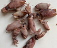 蟻淘鮮海兔子干貨1000g滿(mǎn)籽 筆管魚(yú)全籽似墨魚(yú)仔燒烤食材軟足類(lèi)海鮮干貨 【大份量1000g】海兔干2斤 曬單實(shí)拍圖