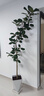 手耕田網(wǎng)紅孟加拉榕盆栽大型綠植黃金榕高山榕樹室內(nèi)客廳落地橡皮面包樹 孟加拉榕樹1.8-2m高白色菱形盆 帶盆栽好 曬單實(shí)拍圖