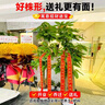 花財(cái)主天堂鳥盆栽辦公室大型綠植客廳盆栽家用吸甲醛凈化空氣綠植 發(fā)財(cái)樹1.5-1.6m【方盆】 曬單實(shí)拍圖