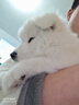 本秋薩摩耶犬幼犬寵物狗活體 純種雙血統(tǒng)薩摩熊版狼版 薩摩耶狗子幼崽 血統(tǒng)級 母 曬單實(shí)拍圖