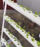 陽(yáng)臺無(wú)土栽培設備水培蔬菜管道種植家庭式小型生菜青菜水耕栽培機 三角八管（高級套餐）推薦 插電有定時(shí)器 中等 曬單實(shí)拍圖