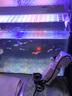 JCZS德國品質(zhì)魚(yú)缸過(guò)濾制氧一體機全自動(dòng)款小型免換凈水泵生態(tài)缸超靜音 四合一過(guò)濾器 25W(方筒) 曬單實(shí)拍圖