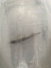 練手金龍魚(yú)活魚(yú)金頭過(guò)背紅龍銀龍古典藍(lán)底金龍高端熱帶觀賞魚(yú)魚(yú)苗 藍(lán)底過(guò)背金龍 16-18cm【發(fā)色包金】 曬單實(shí)拍圖
