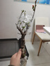 綠絲絳海棠花盆栽樹(shù)苗日本鐵桿北美海棠盆庭院陽(yáng)臺室內耐寒四季花卉植物 垂絲海棠 5年苗 曬單實(shí)拍圖