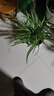 醉花春 金邊吊蘭盆栽花卉 室內(nèi)陽臺垂吊綠植盆栽吊蘭水培植物 金心5棵不含盆 曬單實拍圖