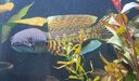 錨頭鳋專(zhuān)用藥克星魚(yú)塘殺蟲(chóng)藥魚(yú)池車(chē)輪蟲(chóng)魚(yú)虱甲魚(yú)蝦蟹水產(chǎn)養殖驅蟲(chóng) 一瓶 曬單實(shí)拍圖