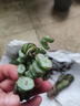 【招財(cái)進(jìn)寶多肉】錢(qián)串吸財(cái)樹(shù)桃蛋吹雪之松錦精選系列好養(yǎng)基地直發(fā) 桃蛋 吸財(cái)樹(shù) 熊童子 錢(qián)串*3顆 曬單實(shí)拍圖
