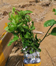 君揚百香果樹(shù)苗欽蜜9號百香果嫁接苗臺農黃金百香果苗 西番蓮陽(yáng)臺盆栽 黃金欽九嫁接苗2棵【純甜無(wú)酸】 曬單實(shí)拍圖