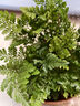 萌肉居狼尾蕨盆栽蕨類植物微景觀室內(nèi)喜陰綠植狼尾蕨原盆土源頭直發(fā) 曬單實(shí)拍圖