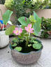 京悠雨德國(guó)睡蓮四季開(kāi)花碗蓮種籽子水培植物花卉室內(nèi)花好養(yǎng)水養(yǎng)荷花盆栽 混色30粒+營(yíng)養(yǎng)液1包【買(mǎi)2送1】 純水養(yǎng)四季開(kāi)花 裸根不帶土 曬單實(shí)拍圖