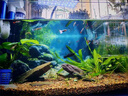 沃韋朗 VOONLINE全光譜RGB魚缸燈中小型夾燈水草缸增色水草燈LED小缸造景 水草魚缸全光譜夾燈G16A（30-60cm魚 曬單實(shí)拍圖
