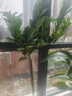 臨雅的花園香水檸檬樹苗盆栽可結(jié)果樹苗可食用大型綠植室內(nèi)客廳四季好養(yǎng)植物 檸檬樹1.5-1.7米+白色圓柱盆 曬單實(shí)拍圖