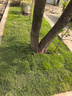 旺浦商貿(mào)草皮真草坪帶泥土別墅花園綠化四季青果嶺草臺灣草馬尼拉草皮帶土 庭院耐踩四季果嶺草坪 1平方 曬單實拍圖