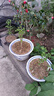 駿灝買1送2 玉蘭花樹(shù)苗四季開(kāi)花庭院盆栽白紫廣玉蘭樹(shù)苗矮化耐寒超矮 嬌紅玉蘭 幼苗（（一顆裝））不好養(yǎng) 曬單實(shí)拍圖