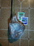 景郁春 JIRYUCUR銀杏樹(shù)活苗金葉別墅庭院綠化拆遷大樹(shù)苗銀杏、高70厘米源頭直發(fā) 曬單實(shí)拍圖