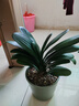 八目尚賞君子蘭盆栽綠植花卉植物室內國蘭圓頭和尚四季長(cháng)青大苗花卉 13-14片君子蘭帶培育盆 不含盆 曬單實(shí)拍圖
