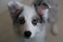柴墨狗狗活體邊牧幼犬幼崽終身輔助喂養(yǎng)簽訂合同薩摩耶柴犬 寵物級(jí) 【邊牧】 曬單實(shí)拍圖