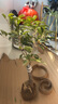 桂花盆景陽(yáng)臺(tái)綠植室內(nèi)花卉盆栽日香丹桂金桂沉香四季開花庭院盆栽 黃色八月桂-金桂 大盆6年苗當(dāng)年開花 曬單實(shí)拍圖