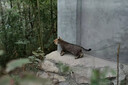佳能/Canon 50D 60D 80D 77D 90D 半畫(huà)幅二手單反相機(jī) 入門(mén)級(jí)中端高清旅游 佳能 60D 18-55 IS防抖【套機(jī)】 95成新 曬單實(shí)拍圖