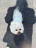 嬉皮狗（hipidog）寵物小狗衣服拼接防曬涼涼四腳衣冰爽夏日小型犬比熊博美寵物衣服 邦迪藍(lán) S （建議體重3-5斤） 曬單實(shí)拍圖