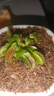 捕蠅草超大苗食人花盆栽苗食蟲(chóng)植物防蚊草多肉植物多肉綠植花卉 美人齒捕蠅草 中苗4-6厘米 帶盆栽好 曬單實(shí)拍圖