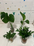 行湘水培綠植桌面綠植盆栽觀葉盆景小幸福樹2株+廣口玻璃瓶 源頭直發(fā) 曬單實(shí)拍圖