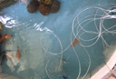 森森（SUNSUN）增氧泵魚池增氧機(jī)增氧泵賣魚海鮮缸烤鴨養(yǎng)魚氧氣泵大功率水產(chǎn)養(yǎng)殖 185W 012+止逆閥+氣泡石16個(gè)+32米氣管 曬單實(shí)拍圖