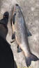 夢(mèng)達(dá)青魚(yú)珠珠軟餌料釣巨物顆粒野釣黑坑專用釣魚(yú)緩沉浮水釣大青魚(yú)克星 18mm藍(lán)莓味20顆 送小藥 一瓶裝20顆【專誘大魚(yú)日釣千斤】 曬單實(shí)拍圖