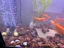 JCZS火山石魚(yú)缸專(zhuān)用水草泥生態(tài)魚(yú)缸造景水族墊底砂顆粒古法養魚(yú)材料濾 紅火山石3-5厘米【5斤】精篩 曬單實(shí)拍圖