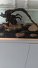 瀚幻三湖慈鯛中大型活體熱帶觀賞魚馬鯛伊巴卡藍(lán)六間非洲王子藍(lán)面財神 藍(lán)六角伊巴卡8-10cm1條 曬單實拍圖