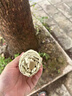 京悠雨德國防曬傘防紫外線(xiàn)女黑膠雙層小巧超輕迷你室外遮陽(yáng)晴雨兩用 梧桐米【六折扁傘UPF50+航空合金骨架】晴雨兩用 曬單實(shí)拍圖