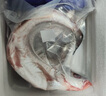 品鮮肴淡水鮮活大翹嘴魚生態(tài)白魚白刁魚新鮮淡水魚小刁子魚翹嘴白魚翹殼 新鮮白魚2條（每條1.8-2斤） 曬單實拍圖