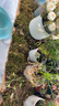 臨雅青苔蘚鮮活微景觀綠植盆景桌面假山造景材料永生白發(fā)短絨源頭直發(fā) 曬單實拍圖