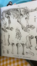 中國國家地理看得見的自然史 法國國家自然博物館“珍寶級”畫冊 巖石和礦物、動植物的化石或活體、史前遺存、人類學(xué)收藏、藝術(shù)作品畫冊 曬單實拍圖