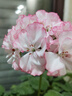 甜果源源 四川凱特芒 新鮮芒果熱帶應(yīng)季水果果園樹(shù)上現(xiàn)摘芒果禮品整箱包郵 凈重4.5-5斤【80%人選擇】 單果300-400起【嘗鮮果】 曬單實(shí)拍圖