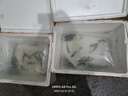 大草魚苗淡水養(yǎng)殖半斤一斤20厘米活體皖魚螺螄青魚苗可食用觀賞冷水魚小魚苗特大草魚魚苗批發(fā) 優(yōu)質(zhì)草魚苗 46條13-16厘米(加4條防損) 曬單實拍圖