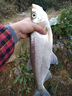 漁之源帳篷戶(hù)外免搭折疊便攜式自動(dòng)速開(kāi)野餐露營(yíng)車(chē)天幕加厚遮陽(yáng)傘 2.4米 奶茶咖【專(zhuān)利手杖傘-穩固更抗風(fēng)】 曬單實(shí)拍圖