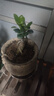 御春閣 盆栽多肉植物組合盆栽 多肉綠植花卉室內(nèi)植物 好養(yǎng)的多肉植 金錢木 曬單實(shí)拍圖