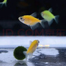 墨之瑤青蘋(píng)果天使魚(yú)檸檬天使魚(yú)觀(guān)賞熒光彩裙綠衣紫衣天使魚(yú)小型魚(yú)活體魚(yú) 六色天使套餐（7條+備損2條） 曬單實(shí)拍圖